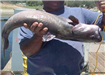 Bill Wooden of Pomona, 17.50 pound Channel Cat caught 8-30-02 on Shrimp at South Shore Rockpile