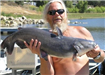 Dan Novak of Fallbrook, 15.50 pound Catfish caught 6-22-07 on 4-inch Robo Worm west of Senior Shorel