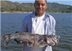 Felix Lopez of Escondido, 15.56 pound Catfish caught 8-9-09 on Cut Mackerel at Bass Point