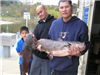 Johnny One of Escondido, 19.60 pound Catfish caught 12-2-12 on cut mackeral in Oakvale Cove