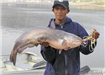 Jose Garlego of Escondido, 18.37 pound Blue Catfish caught 6-27-08 on Plastic Worm in Oakvale Cove