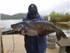 Kyle Walker of Los Angeles, 20.70 pound Blue catfish caught 4-13-21 using cut mackerel in Oakvale Co