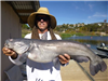 Mike Bonds of Escondido, 15.45 pound catfish caught 11-29-14 using cut mackerel off South Shore Rock