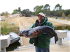 Peter Vitkus of Valley Center, 39.10 pound Blue Catfish caught 11-15-15 using cut mackerel in Willow