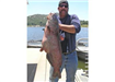 Steve Jones of Escondido, 30.90 pound Blue Catfish caught 5-8-10 on Swimbait in Oakvale Cove