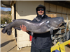 Taylor Oshinski of Valley Center, 37.10 pound Blue Catfish caught on 3-26-21 using cut mackerel in O
