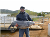 Taylor Oshinski of Valley Center, Lake Record 67.40 pound Blue Catfish caught and released 3-19-22 u