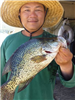 Jesse Tran of San Diego , 2.15 pound crappie caught 6-5-17 using a live golden shiner in the middle 