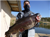 Cameron Senner of Lodi, Ca., 7.40 pound trout caught 3-24-21 using a yellow white mini-jig in Boat D