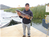 Henry Gaspar of Escondido, 9.00 pound trout caught 1-5-19 using golden shiner at South Shore Rock Pi
