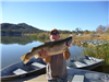 Roy Duncan of Escondido, 9.75 pound trout caught 1-12-16 using a mousetail in Willow Cove.
