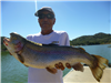 Steve Layashi of San Marcos, 8.50 pound trout caught 3-1-22 using chartreuse powerbait on Senior Sho