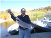 Thanh Vinh of Temecula, 6.40 pound trout caught 1-5-18 using powerbait powerworm combo in Boat Dock 