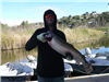Tim Arnold of Fallbrook, 12.60 pound trout caugh 2-21-17 using a crankbait at the east buoys.