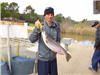 Tom Burley of Indio, Ca., 7.70 pound trout caught 3-7-19 using inflated nightcrawler in Willow Cove.