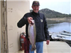 Wayland Roberts of Valley Center, 7.35 pound Trout caught 1-23-12 using powerbait nightcrawler on Se