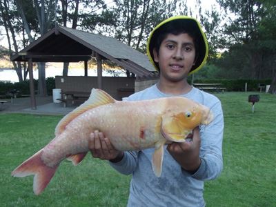 Abisai Gordillo, 9 Pounds 12 Ounces Koi fish caught on Bread and Peanut Butter Combo off Pier 1