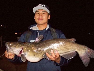 John Thao of San Diego, 9.7 Pounds Catfish caught 7-11-13 on Cut Mackerel near South Shoreline