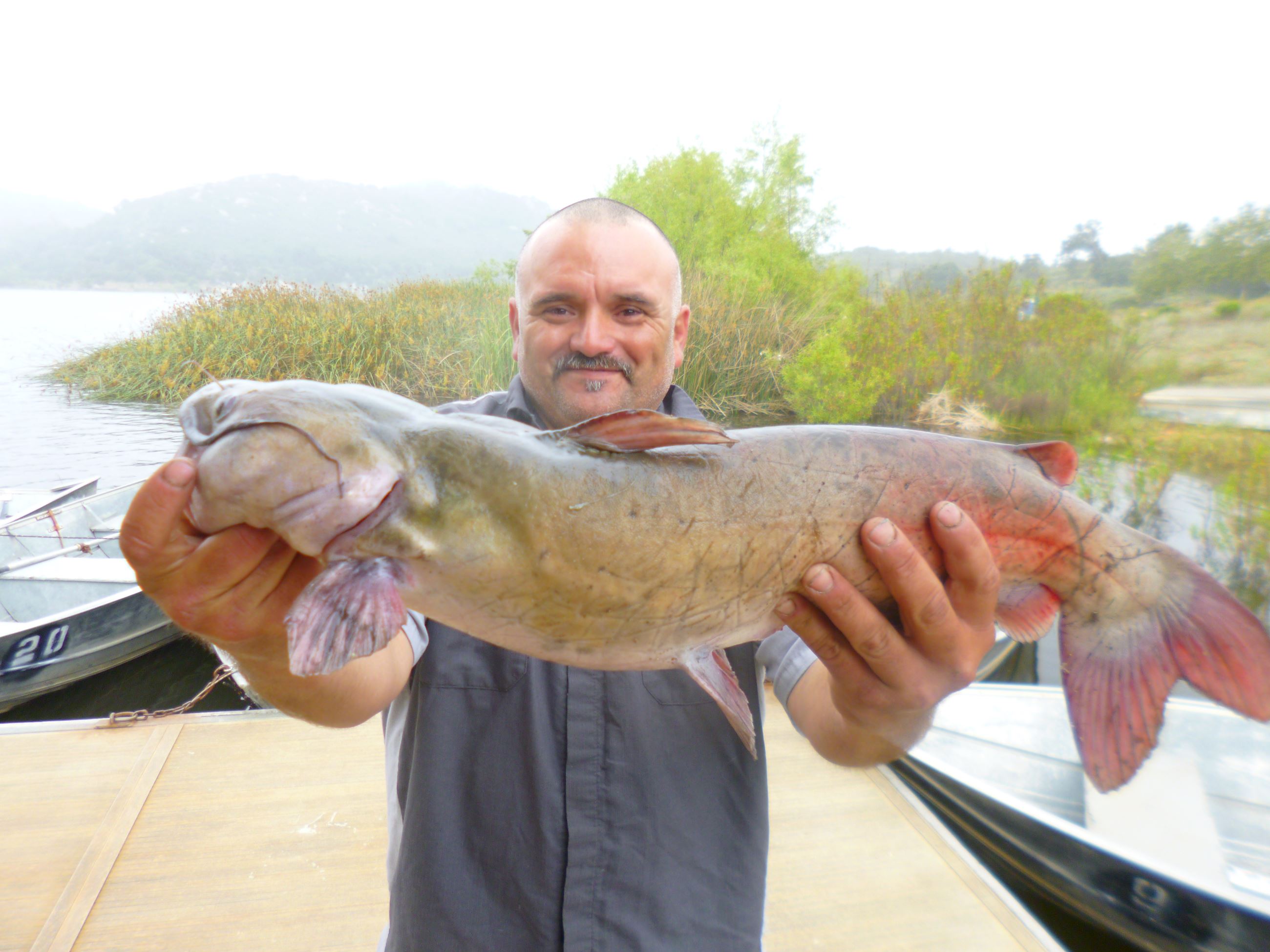 Terry Weight of Escondido, 6,50 pound catfish caught 6-11-23 using a nightcrawler in Oakvale Cove.