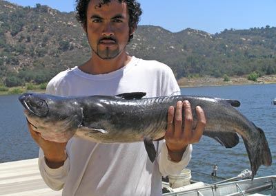 Victor Oregon of Escondido, 12.12 pound Catfish caught 8-12-09 on Cut Mackerel at Bass Point