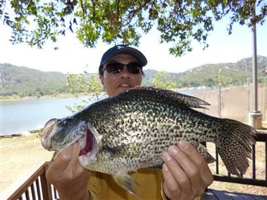 Vu Tien of San Diego, 2.25 pound Crappie caught 5-11-13 using a Crappie jig at Bass Point.