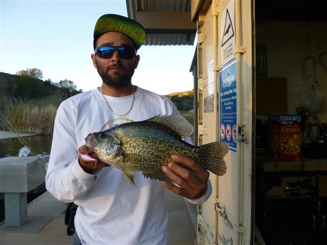 Adrian Ontiveros of San Diego, 1.55 pound crappie caught 2-8-16 using crankbait at Bass Point.