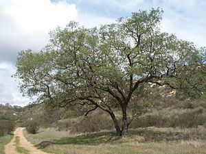 Daley Ranch Habitat