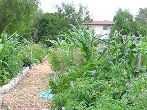Community Gardens