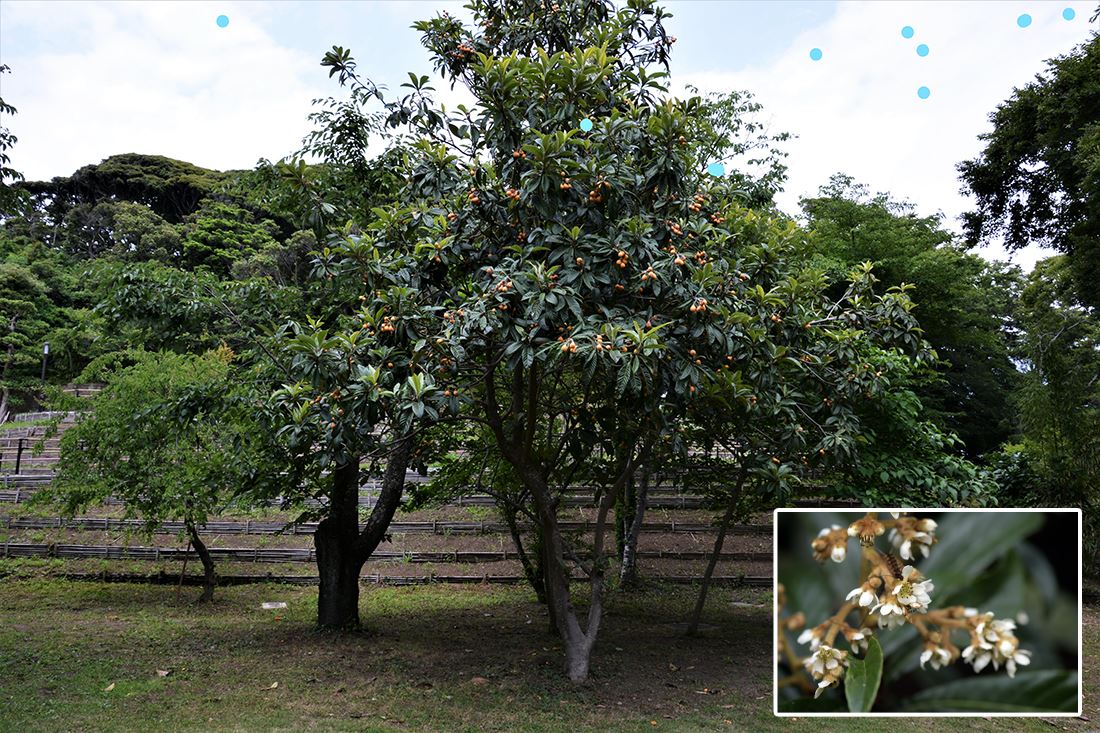 Bronze Loquat