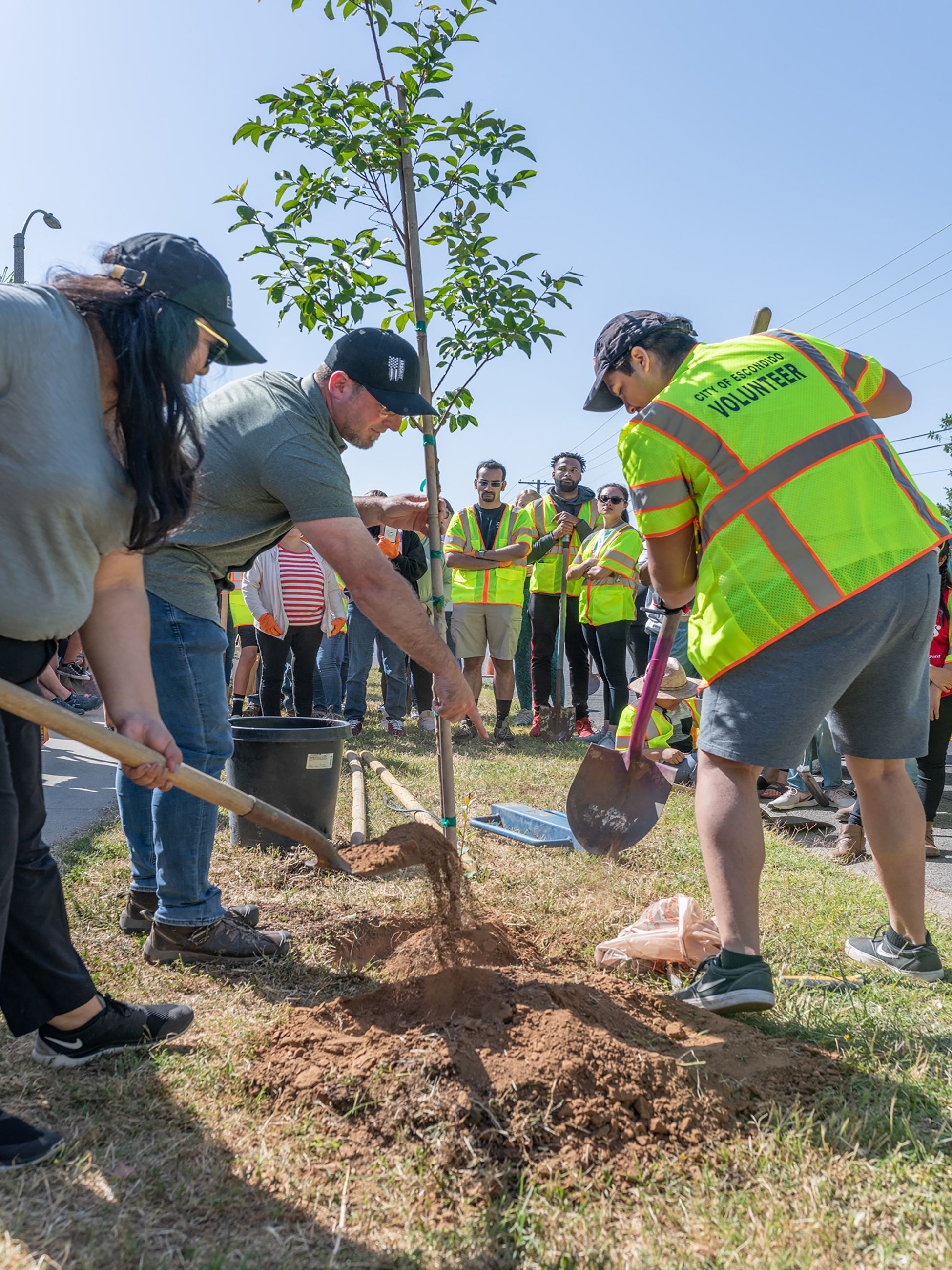 Tree Planting
