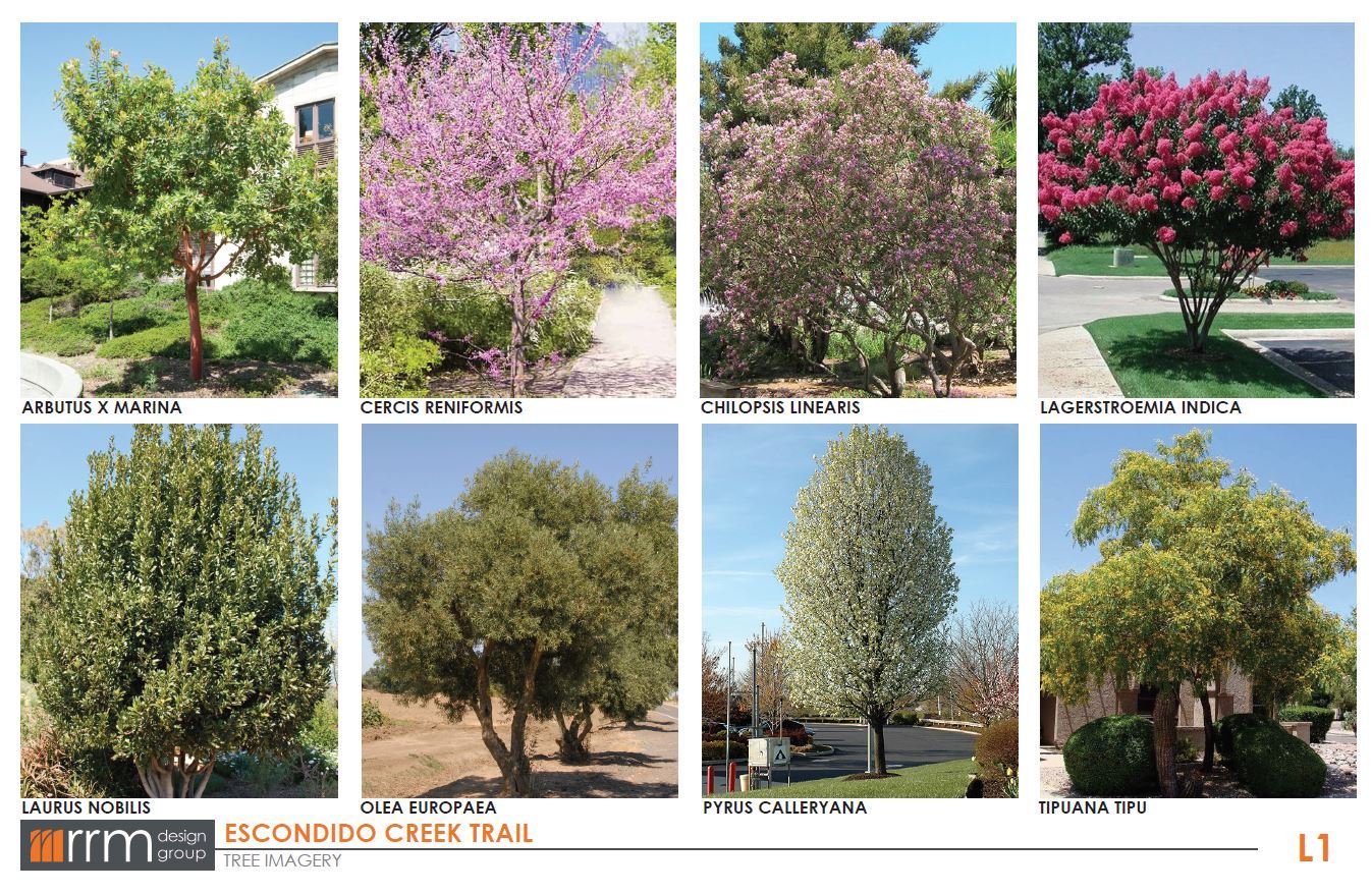 Creek Trail Plant List - Tree Imagery